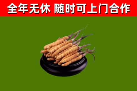 麻山区回收冬虫夏草