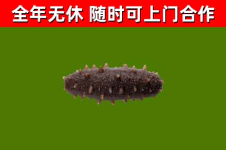 麻山区回收海参干